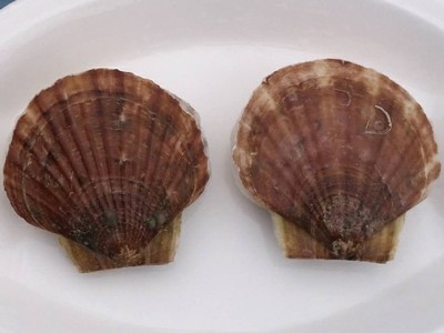 扇贝鲜活新鲜生鲜海鲜水产蒜蓉粉丝大扇贝超大烧烤扇贝肉野生冰鲜图4