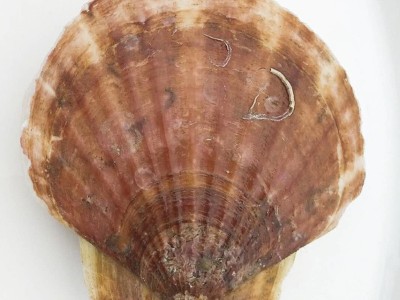 扇贝鲜活新鲜生鲜海鲜水产蒜蓉粉丝大扇贝超大烧烤扇贝肉野生冰鲜图3