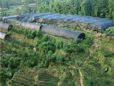 基地批发曼地亚红豆杉树苗 园林观赏绿化苗木 庭院绿植盆景风景树图2