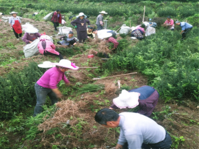 基地批发曼地亚红豆杉树苗 园林观赏绿化苗木 庭院绿植盆景风景树图3
