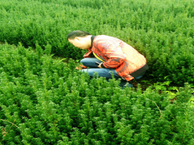基地批发曼地亚红豆杉树苗 园林观赏绿化苗木 庭院绿植盆景风景树图4
