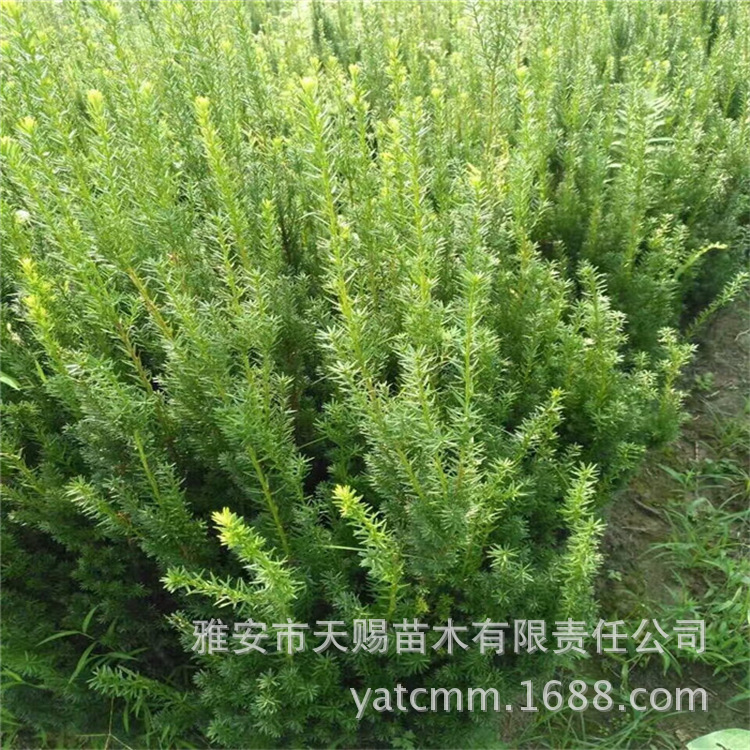 曼地亚小苗