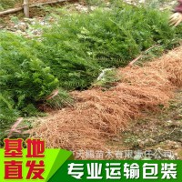 曼地亚红豆杉 小苗高30-50cm 四川雅安苗木基地批发绿化工程树苗