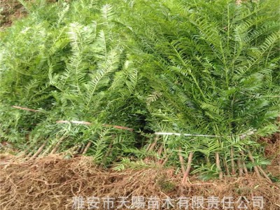 曼地亚红豆杉 小苗高30-50cm 四川雅安苗木基地批发绿化工程树苗图2