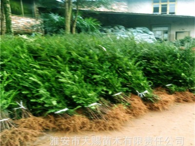 曼地亚红豆杉 小苗高30-50cm 四川雅安苗木基地批发绿化工程树苗图3