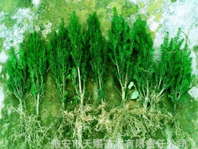 曼地亚红豆杉 小苗高30-50cm 四川雅安苗木基地批发绿化工程树苗图4