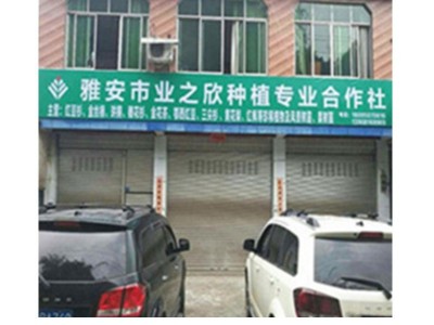 曼地亚红豆杉 小苗高30-50cm 四川雅安苗木基地批发绿化工程树苗图5