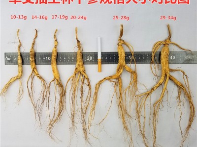 【单支抽空林下参】长白山林下参山参干人参林下参泡酒煲汤特产图3