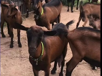 繁殖育肥青年红鹿奶山羊肉羊 饲养简单抗逆性强图3