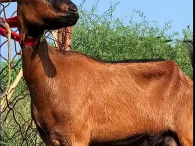 繁殖育肥青年红鹿奶山羊肉羊 饲养简单抗逆性强图2