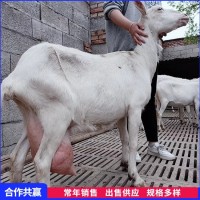 易养殖成年萨能奶山羊母羊 后躯发达产奶量高