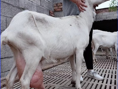易养殖成年萨能奶山羊母羊 后躯发达产奶量高图2