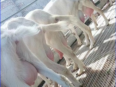 易养殖成年萨能奶山羊母羊 后躯发达产奶量高图5