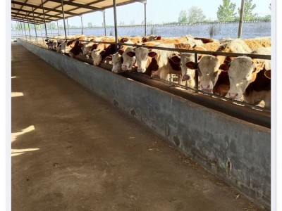 西门塔尔牛场 基地出鲁西黄牛 大量供应 四肢强健 来金图5
