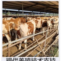 西门塔尔牛场 基地出鲁西黄牛 大量供应 四肢强健 来金