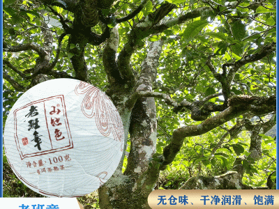 山地色云南大叶种普洱茶熟茶勐海金芽小饼100g沱茶陈香普洱老班章图3
