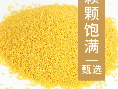 黄小米五谷杂粮粗粮250克真空米砖厂家源头直供批发八宝粥原料图4