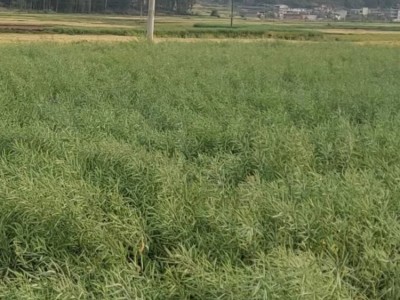 农家正宗优选小榨浓香商用菜籽油 自制物理压榨无任何添加非转基因图4