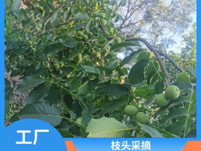 手工挑选 核桃坚果 产地直发 马进农业种植合作社图4