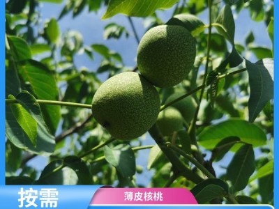 手工挑选 核桃坚果 产地直发 马进农业种植合作社图2