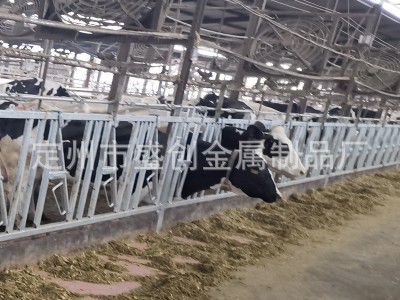 全新牛颈枷 养牛牧场用畜牧设备牛颈夹厂家直营羊牛场用 牛颈夹图2