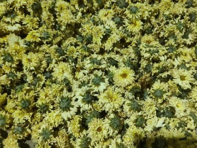 桐乡胎菊批发 胎菊王散装杭白菊 菊花茶北京胎菊朵花生烘花批发图3