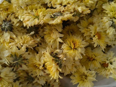桐乡胎菊批发 胎菊王散装杭白菊 菊花茶北京胎菊朵花生烘花批发图5