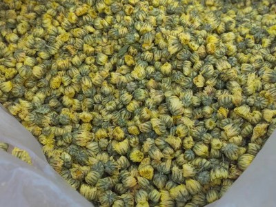 桐乡胎菊批发 胎菊王散装杭白菊 菊花茶北京胎菊朵花生烘花批发图2