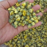 桐乡胎菊批发 胎菊王散装杭白菊 菊花茶北京胎菊朵花生烘花批发