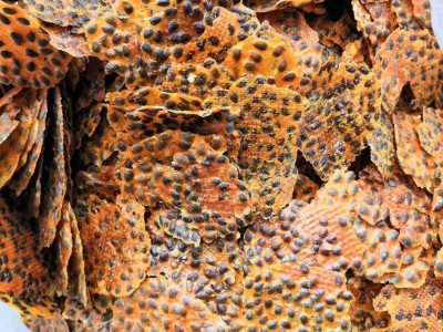 冻干百香果块 冻干百香果粉 百香果干 金桔百香果水果茶原料批发图4
