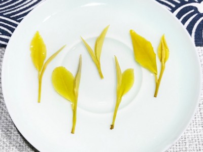 浙江高山绿茶安吉黄金芽 白茶2023新茶黄金茶叶散装500g一件批发图4
