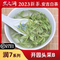 【2023年新茶】竺之润正宗安吉白茶250克明前精品开园头采B小嫩芽