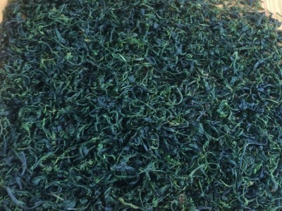 厂家批发筠连小叶苦丁茶生津解渴微苦回甘青山绿水小叶苦丁茶图3