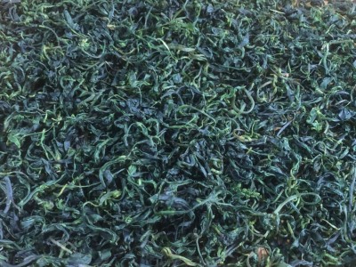 厂家批发筠连小叶苦丁茶生津解渴微苦回甘青山绿水小叶苦丁茶图4