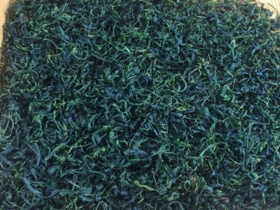 厂家批发筠连小叶苦丁茶生津解渴微苦回甘青山绿水小叶苦丁茶图2