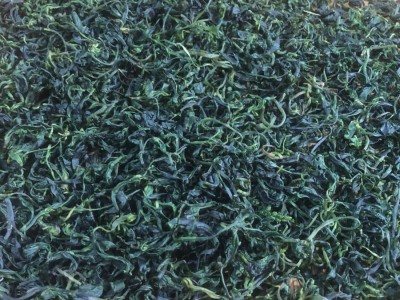 厂家批发筠连小叶苦丁茶生津解渴微苦回甘青山绿水小叶苦丁茶图5
