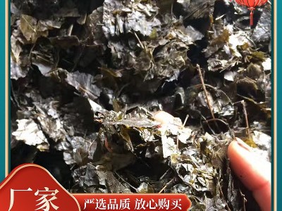 2023苦丁茶老叶片 散装系列批发 四川特产 青山绿水老叶图1