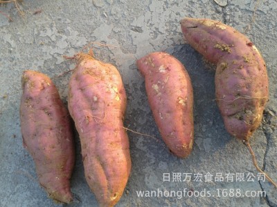 产地工厂供应 出口红皮白芯地瓜，黄皮黄芯地瓜 出口红香蕉地瓜图3