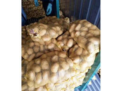 粉糯农家新鲜蔬菜土豆 山东莱芜特产黄心土豆 黄皮大土豆马铃薯图5