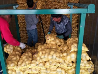 粉糯农家新鲜蔬菜土豆 山东莱芜特产黄心土豆 黄皮大土豆马铃薯图2