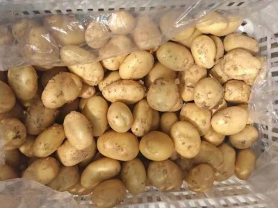 粉糯农家新鲜蔬菜土豆 山东莱芜特产黄心土豆 黄皮大土豆马铃薯图4