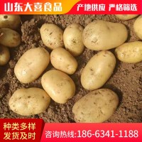 源头厂家基地批发直供新鲜土豆 食用甜糯蔬菜土豆