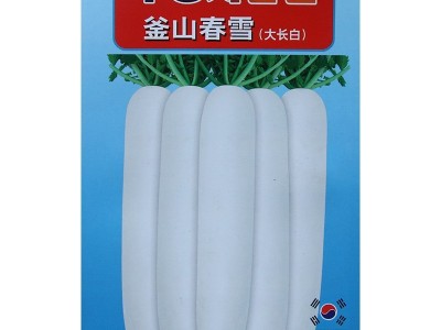 常丰白玉春萝卜种子 根长洁白口感清脆白萝卜种籽 厂家批发蔬菜孑图6
