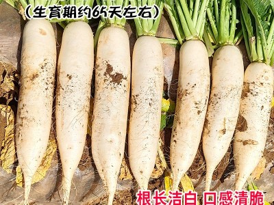 常丰白玉春萝卜种子 根长洁白口感清脆白萝卜种籽 厂家批发蔬菜孑图3