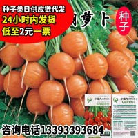 永红小蜜丸水果胡萝卜种子 草莓甜脆四季小菜园胡萝卜籽 厂家批发
