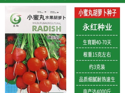 永红小蜜丸水果胡萝卜种子 草莓甜脆四季小菜园胡萝卜籽 厂家批发图5