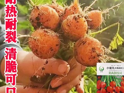永红小蜜丸水果胡萝卜种子 草莓甜脆四季小菜园胡萝卜籽 厂家批发图2