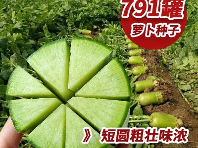涵洋791萝卜种子青萝卜种籽大青萝卜种籽口感清脆汁多抗虫蔬菜种图1