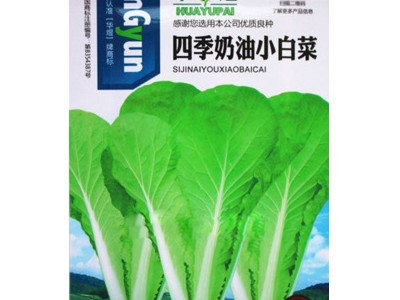 小白菜种子小白菜籽白菜籽油菜种子鸡毛菜种子蔬菜种子批发图4