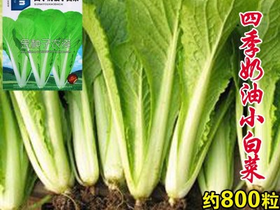 小白菜种子小白菜籽白菜籽油菜种子鸡毛菜种子蔬菜种子批发图2